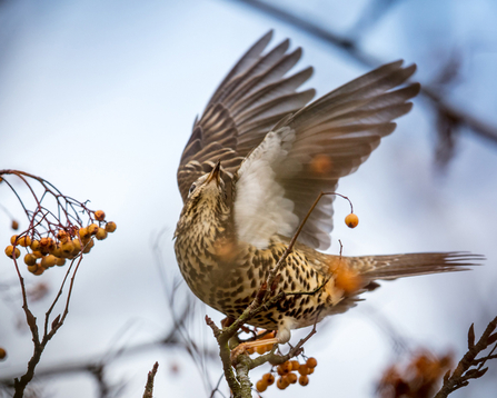 © Emyr Evans - Mistle thrush, Machynlleth January 2017