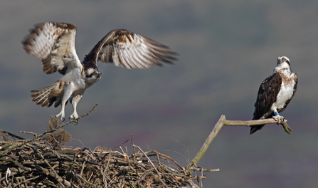 © MWT. Monty, Blue 24. Dyfi Osprey Project