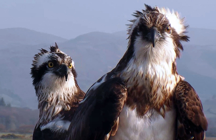 © MWT. Glesni and Monty, Dyfi Osprey Project