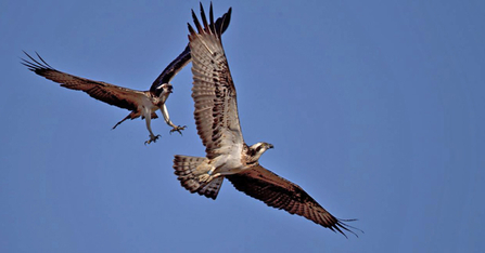 © MWT. Monty, Glesni. Dyfi Osprey Project