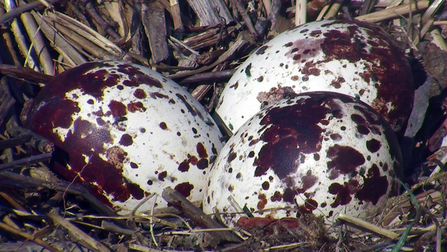 MWT - Three eggs, 2017. Dyfi Osprey Project