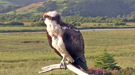 © MWT - Monty, June 2016. Dyfi Osprey Project