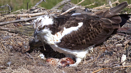 © MWT - Monty with eggs, May 2018