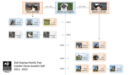 MWT - Dyfi Ospreys Family Tree 2011-2015