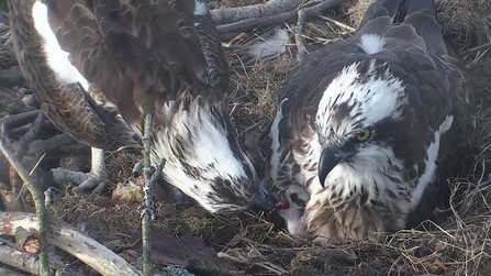 MWT - Monty feeds chick 1, 2017. Dyfi Osprey Project