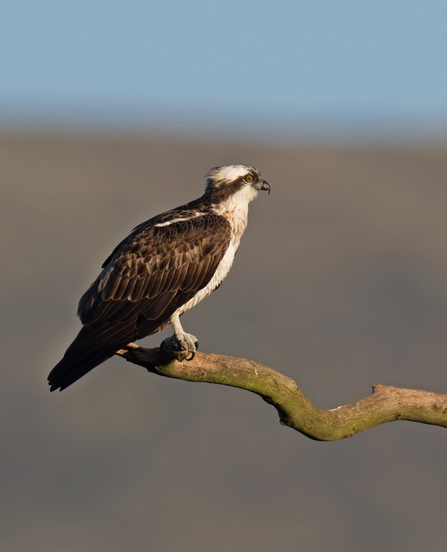 © MWT. Monty. Dyfi Osprey Project