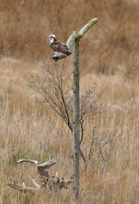 © MWT. Monty, Dyfi Osprey Project