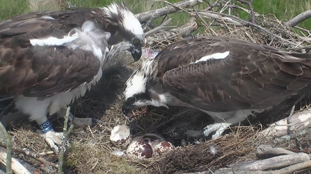 MWT - Glesni and Monty with chick 1, 2017. Dyfi Osprey Project