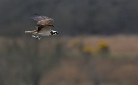 © MWT. Monty, Dyfi Osprey Project