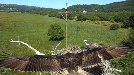 © MWT. Monty, Telyn, chicks. Dyfi Osprey Project