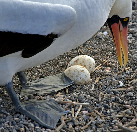 Nazca booby with eggs