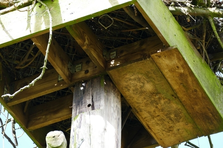 MWT - Underside of Dyfi nest, winter 2018