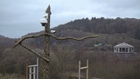 MWT- New cams on larch perch, 2017