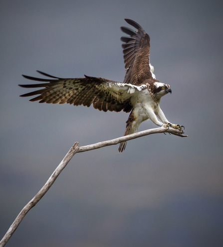 © MWT. Nora. Dyfi Osprey Project