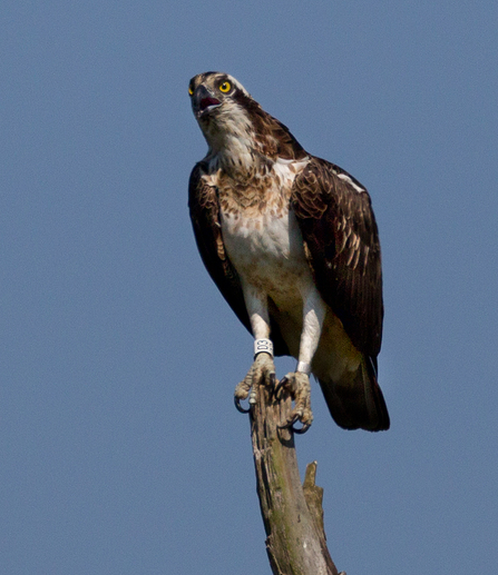 © MWT. Nora. Dyfi Osprey Project