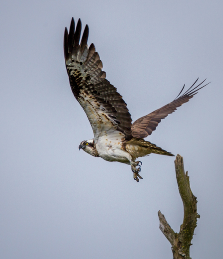 MWT - Nora. Dyfi Osprey Project