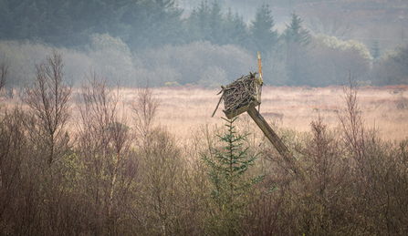 MWT - Removal of nest 2, 2017