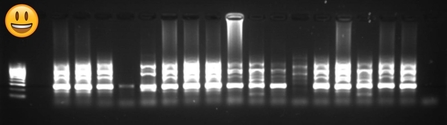 Before we go on to the next step, we need to check that our PCR reactions have run OK. This photograph shows that most of our reactions with the primers for sexing did work: except for the one on the very left, each column in the photo represents DNA multiplied up from one Welsh osprey chick's sample. I was so pleased to see this that I had to message my husband Sid straightaway, with a copy of the picture and a big smiling-face emoji!