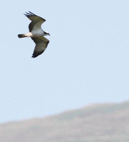 MWT - Intruder accompanying Tegid June 30th 2018