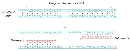 DNA research, Osprey DNA primers