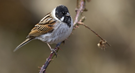 Reed Bunting