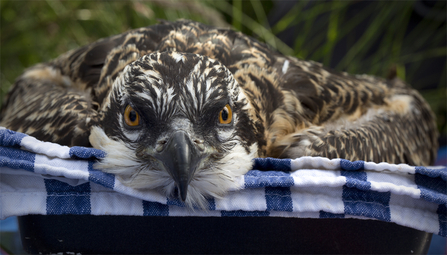 © MWT - Tegid at ringing being weighed