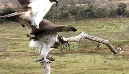 © BGGW - Blue HR7, Mrs. G at Glaslyn April 2018