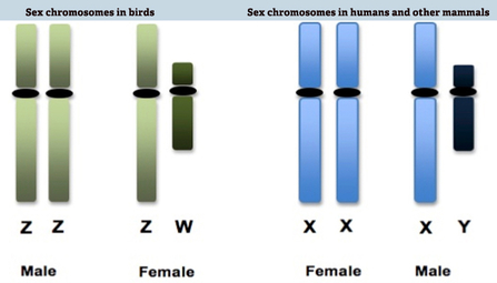 DNA research, sex chromosomes in birds vs humans, mammals