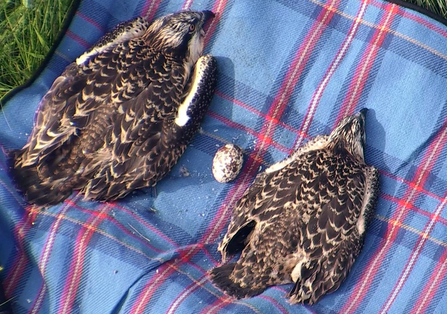 © MWT. Dyfi Osprey Project 2016 chicks at ringing.