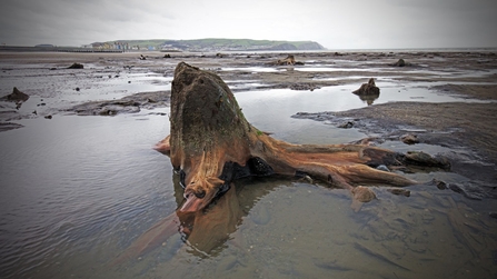 Submerged forest, Borth