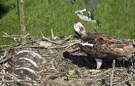 © MWT- Telyn, three chicks, fish delivery from Monty, June 2018