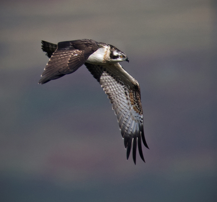 © MWT - Tegid. August 2016