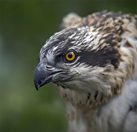 © MWT. Ceri, Dyfi Osprey Project, 2016