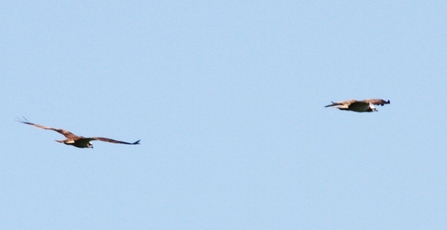 MWT - Tegid chasing intruder at Dyfi June 30th 2018