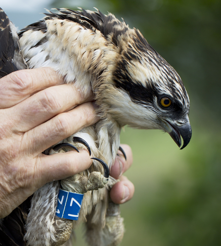 © MWT - Tegid, Blue Z1, at ringing 2016