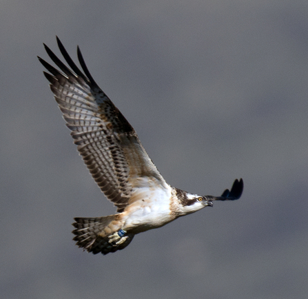 © MWT. Tegid. Dyfi Osprey Project