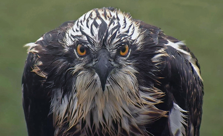 © MWT. Tegid, Dyfi Osprey Project