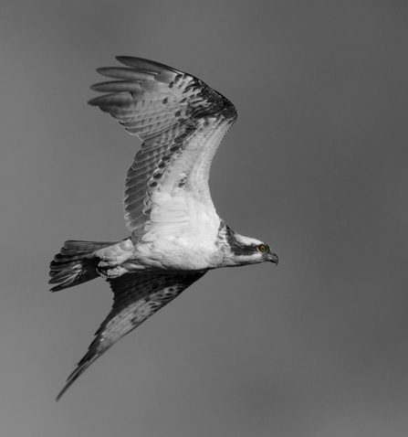 © MWT. Monty, Dyfi Osprey Project