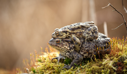 © MWT. Toads, Cors Dyfi Reserve, March 2017