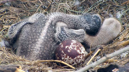 © MWT. Chicks, 2016, and unhatched egg. Dyfi Osprey Project