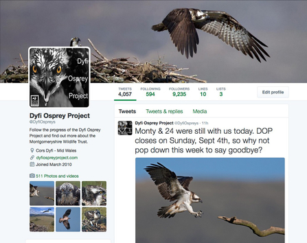 Dyfi Osprey Project Twitter page 2016