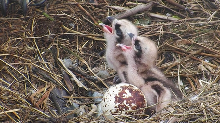 MWT - Chicks 1 and 2, 2017, Dyfi Osprey Project