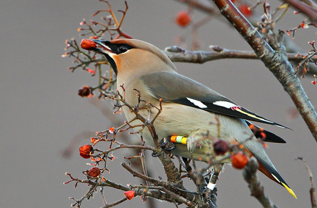 © Neil Alderson - Ringed Scottish male waxwing, Llandudno December 30th 2016