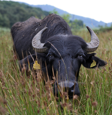 © MWT. Water buffalo at Dyfi Osprey Project