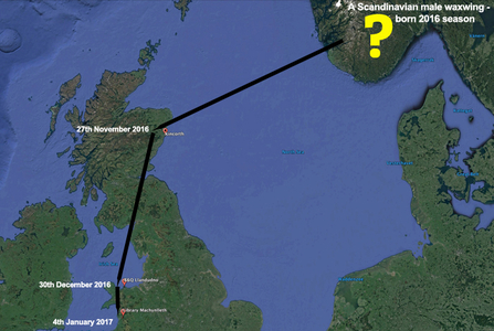 Map of ringed Scottish male waxwing sightings