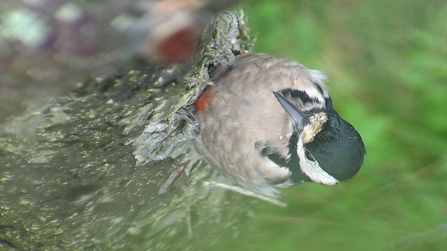 © MWT - Female Greater Spotted Woodpecker