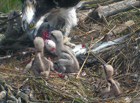 © MWT. Glesni and chicks, 2017, Dyfi Osprey Project