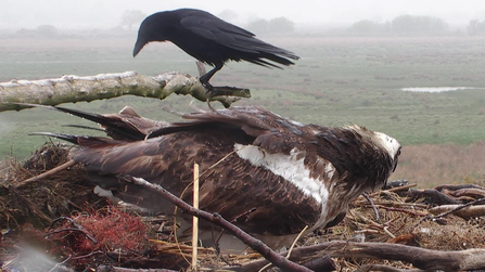 © MWT - Telyn, crow, baler twine in nest.