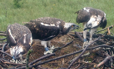 © MWT - Glesni feeding Ceri, July 2016