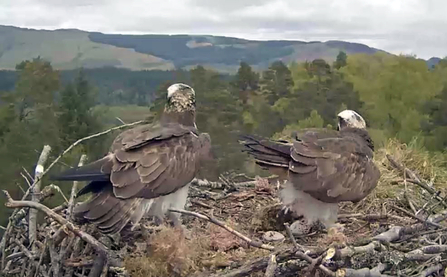 Forestry Commission Scotland - Clarach lays 2nd egg 2017